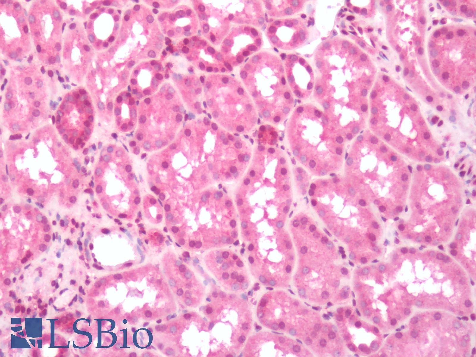 PTGER3 / EP3 Antibody - Human Kidney: Formalin-Fixed, Paraffin-Embedded (FFPE)
