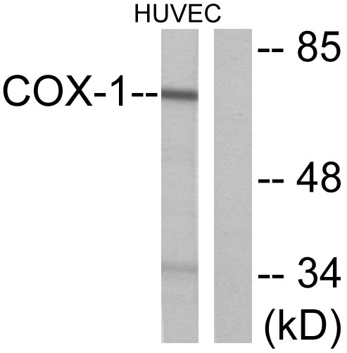 PTGS1 / COX-1 Antibody - Western blot analysis of lysates from HUVEC cells, using Cox1 Antibody. The lane on the right is blocked with the synthesized peptide.
