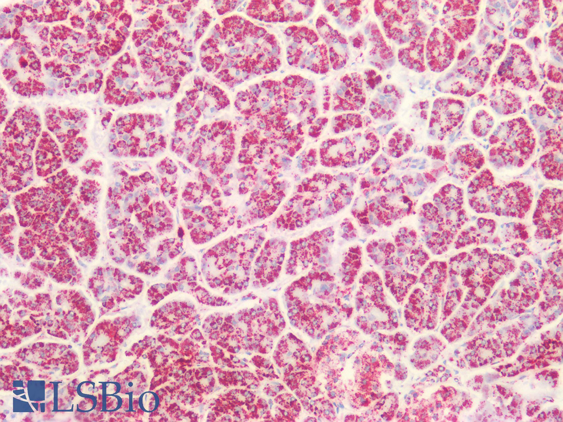 PVR / CD155 Antibody - Human Pancreas: Formalin-Fixed, Paraffin-Embedded (FFPE)