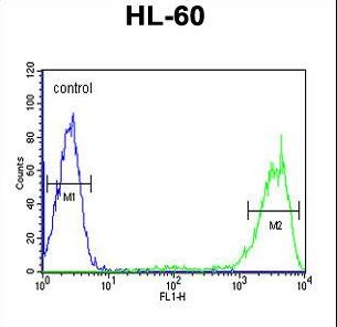 RAB5A / RAB5 Antibody - Rab5 Antibody flow cytometry of HL-60 cells (right histogram) compared to a negative control cell (left histogram). FITC-conjugated goat-anti-rabbit secondary antibodies were used for the analysis.
