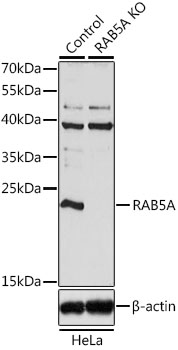 RAB5A / RAB5 Antibody - Western blot analysis of extracts from normal (control) and RAB5A knockout (KO) HeLa cells, using RAB5A antibodyat 1:1000 dilution. The secondary antibody used was an HRP Goat Anti-Rabbit IgG (H+L) at 1:10000 dilution. Lysates were loaded 25ug per lane and 3% nonfat dry milk in TBST was used for blocking. An ECL Kit was used for detection and the exposure time was 15s.