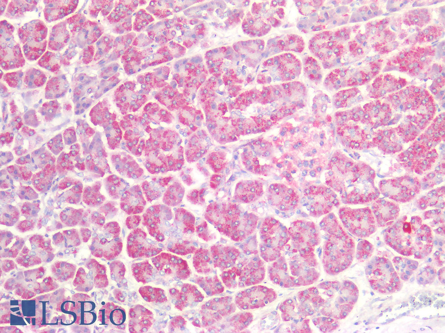 RAB7A / RAB7 Antibody - Human Pancreas: Formalin-Fixed, Paraffin-Embedded (FFPE)