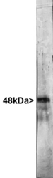 RBFOX3 / NEUN Antibody - Western blot of rat brain homogenates stained with RBFOX3 / NEUN antibody. Antibody binds closely spaced 48 and 46kDa bands.