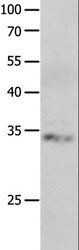 RBFOX3 / NEUN Antibody - Western blot analysis of Jurkat cell, using RBFOX3 Polyclonal Antibody at dilution of 1:550.