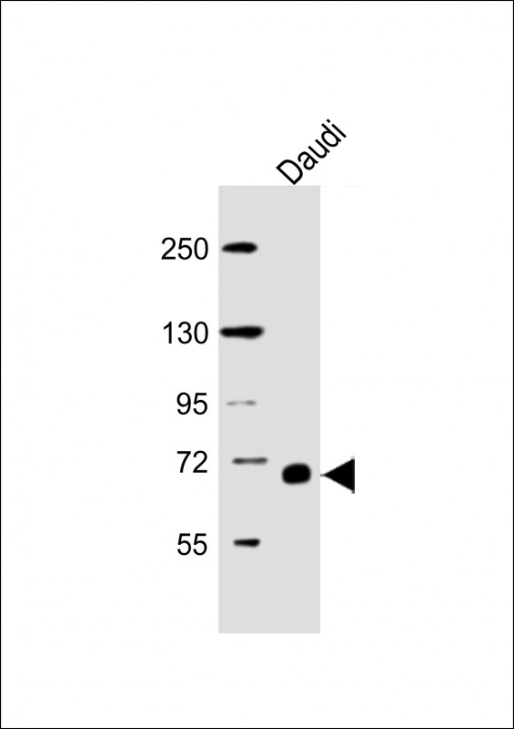 RELB Antibody - Anti-RELB Antibody at 1:5000 dilution + Daudi whole cell lysate Lysates/proteins at 20 µg per lane. Secondary Goat Anti-mouse IgG, (H+L), Peroxidase conjugated at 1/10000 dilution. Predicted band size: 62 kDa Blocking/Dilution buffer: 5% NFDM/TBST.