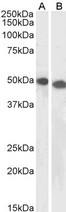 Requiem / DPF2 Antibody - Goat Anti-UBID4 (aa245-259) Antibody (1µg/ml) staining of Jurkat (A) and K562 (B) lysates (35µg protein in RIPA buffer). Primary incubation was 1 hour. Detected by chemiluminescencence.