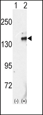 RET Antibody - Western blot of RET (arrow) using rabbit polyclonal RET Antibody (C-term L1027). 293 cell lysates (2 ug/lane) either nontransfected (Lane 1) or transiently transfected with the RET gene (Lane 2) (Origene Technologies).