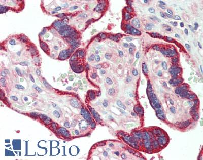 ROS1 / ROS Antibody - Human Placenta: Formalin-Fixed, Paraffin-Embedded (FFPE)