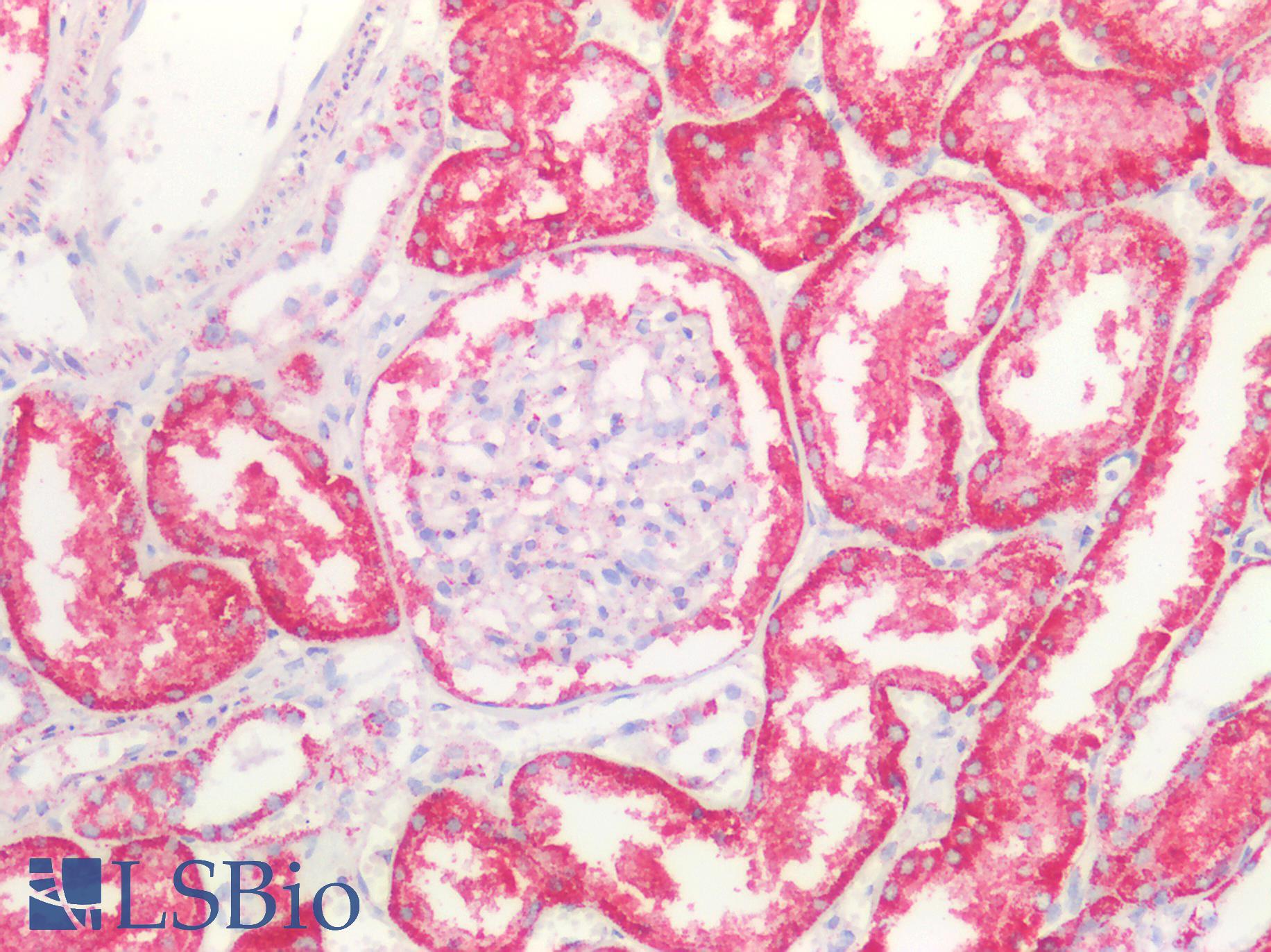 ROS1 / ROS Antibody - Human Kidney: Formalin-Fixed, Paraffin-Embedded (FFPE)