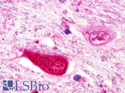 RXFP1/ LGR7 Antibody - Brain, Thalamus, neurons and glia