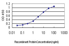 SCGN / Secretagogin Antibody - Detection limit for recombinant GST tagged SCGN is approximately 0.1 ng/ml as a capture antibody.