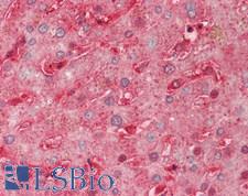 SEMA3A / Semaphorin 3A Antibody - Human Liver: Formalin-Fixed, Paraffin-Embedded (FFPE).  This image was taken for the unconjugated form of this product. Other forms have not been tested.