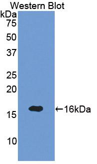 SEMA3A / Semaphorin 3A Antibody - Western Blot; Sample: Recombinant protein.