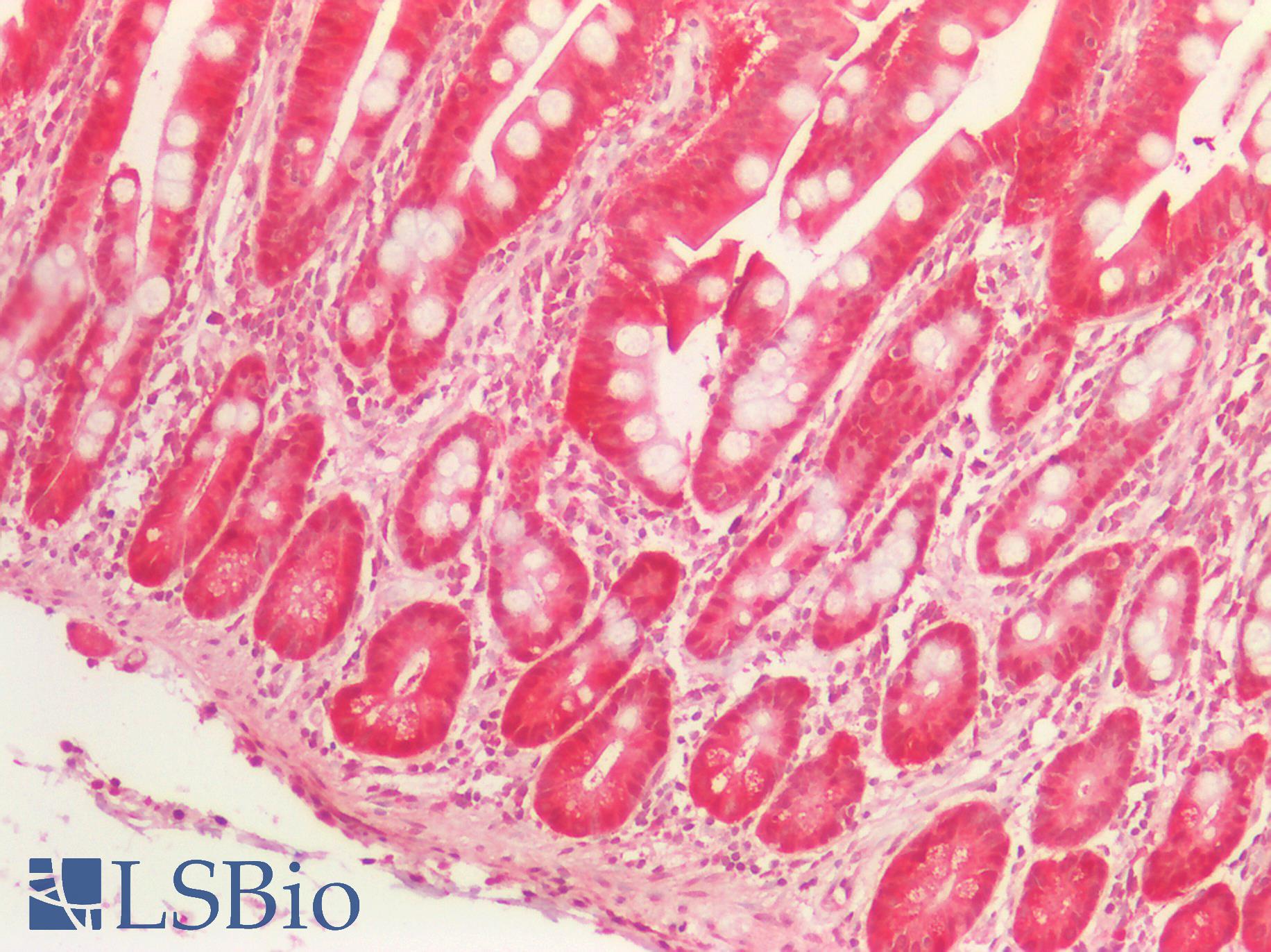 SERPINB5 / Maspin Antibody - Human Small Intestine: Formalin-Fixed, Paraffin-Embedded (FFPE)