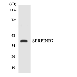SERPINB7 / MEGSIN Antibody - Western blot analysis of the lysates from Jurkat cells using SERPINB7 antibody.