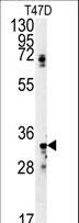 SIAH2 Antibody - SIAH2 Antibody western blot of T47D cell line lysates (35 ug/lane). The SIAH2 antibody detected the SIAH2 protein (arrow).