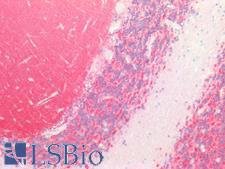 SIRPA / CD172a Antibody - Human Brain, Cerebellum: Formalin-Fixed, Paraffin-Embedded (FFPE)