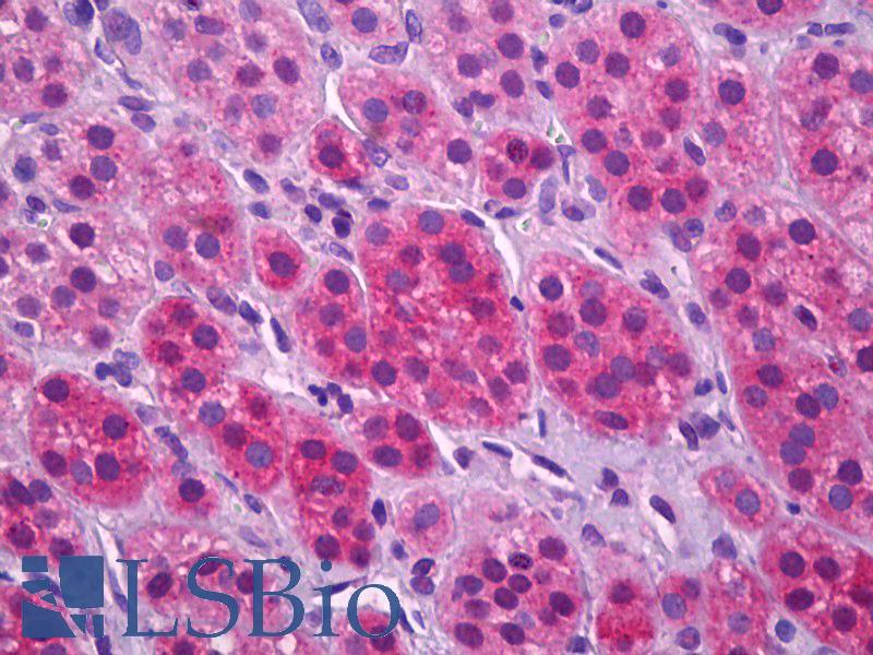 SLC17A7 / VGLUT1 Antibody - Anti-SLC17A7 / VGLUT1 antibody IHC of human adrenal cortex. Immunohistochemistry of formalin-fixed, paraffin-embedded tissue after heat-induced antigen retrieval. Antibody concentration 3.75 ug/ml.