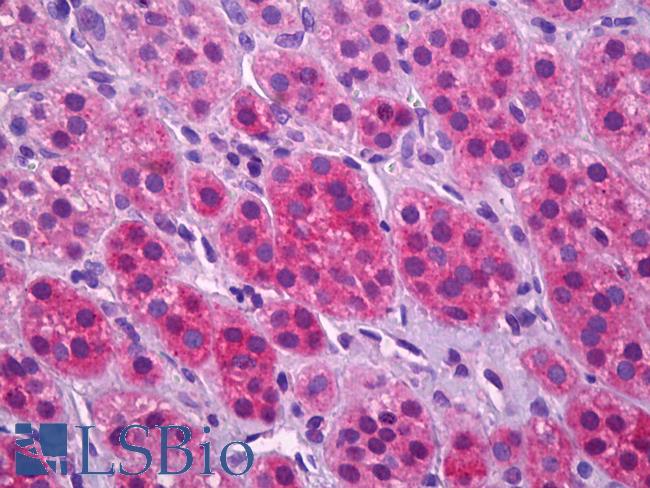 SLC17A7 / VGLUT1 Antibody - Anti-SLC17A7 / VGLUT1 antibody IHC of human adrenal cortex. Immunohistochemistry of formalin-fixed, paraffin-embedded tissue after heat-induced antigen retrieval. Antibody concentration 3.75 ug/ml.