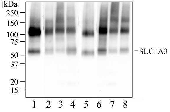 SLC1A3 / EAAT1 Antibody - Western Blot: SLC1A3 Antibody - Western blot analysis of human brain tissue (1), human brain membrane tissue (2), human hippocampus tissue (3), bovine brain (4), rat brain tissue (5), rat brain membrane tissue (6), mouse brain tissue (7), and mouse membrane tissue (8) using SLC1A3 antibody at 2 ug/ml.  This image was taken for the unconjugated form of this product. Other forms have not been tested.