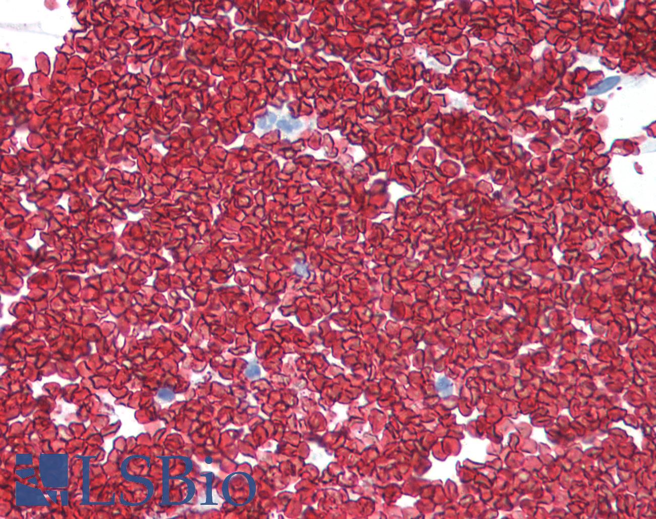 SLC2A1 / GLUT-1 Antibody - Anti-SLC2A1 / GLUT1 antibody IHC of human colon, erythrocytes. Immunohistochemistry of formalin-fixed, paraffin-embedded tissue after heat-induced antigen retrieval. Antibody concentration 5 ug/ml.