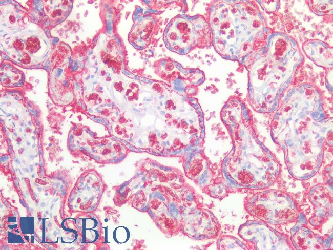 SLC2A1 / GLUT-1 Antibody - Human Placenta: Formalin-Fixed, Paraffin-Embedded (FFPE)