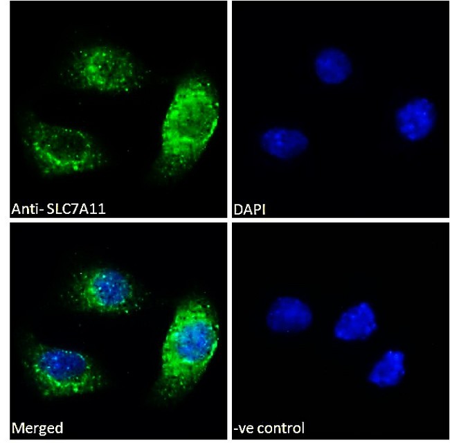 SLC7A11 / XCT Antibody - Goat Anti-SLC7A11 Antibody Immunofluorescence analysis of paraformaldehyde fixed A549 cells, permeabilized with 0.15% Triton. Primary incubation 1hr (10ug/ml) followed by Alexa Fluor 488 secondary antibody (2ug/ml), showing vesicle/cytoplasmic staining. The nuclear stain is DAPI (blue). Negative control: Unimmunized goat IgG (10ug/ml) followed by Alexa Fluor 488 secondary antibody (2ug/ml).