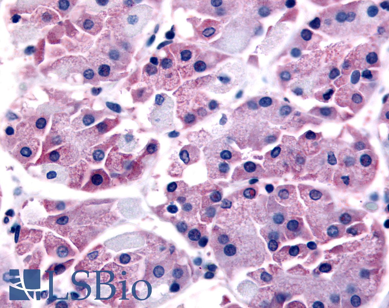 SLC7A11 / XCT Antibody - Anti-SLC7A11 antibody IHC of human chief cells. Immunohistochemistry of formalin-fixed, paraffin-embedded tissue after heat-induced antigen retrieval.