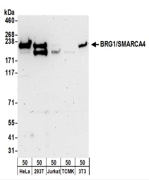 SMARCA4 / BRG1 Antibody - Detection of Human and Mouse BRG1/SMARCA4 by Western Blot. Samples: Whole cell lysate (50 ug) from HeLa, 293T, Jurkat, mouse TCMK-1, and mouse NIH3T3 cells. Antibodies: Affinity purified rabbit anti-BRG1/SMARCA4 antibody used for WB at 0.04 ug/ml. Detection: Chemiluminescence with an exposure time of 3 minutes.