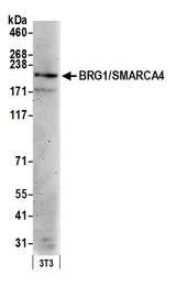 SMARCA4 / BRG1 Antibody - Detection of mouse BRG1/SMARCA4 by western blot. Samples: Whole cell lysate (15 µg) from NIH 3T3 cells prepared using NETN lysis buffer. Antibody: Affinity purified rabbit anti-BRG1/SMARCA4 antibody used for WB at 0.1 µg/ml. Detection: Chemiluminescence with an exposure time of 3 minutes.