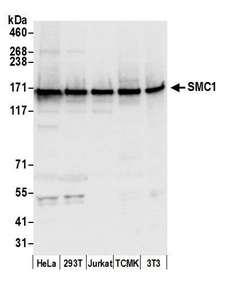 SMC1A / SMC1 Antibody - Detection of human and mouse SMC1 by western blot. Samples: Whole cell lysate (50 µg) from HeLa, HEK293T, Jurkat, mouse TCMK-1, and mouse NIH 3T3 cells prepared using NETN lysis buffer. Antibody: Affinity purified rabbit anti-SMC1 antibody used for WB at 0.1 µg/ml. Detection: Chemiluminescence with an exposure time of 3 seconds.