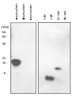 SNCA / Alpha-Synuclein Antibody - The recombinant human synuclein family (a-, beta-and ?-) and a-synuclein domains (1-60, 1-95, 61-140 and 96-140) proteins were resolved by SDS-PAGE, transferred to PVDF membrane and probed with anti-a-Synuclein (61-95 aa) antibody (1:1000). Proteins were visualized using a goat anti-mouse secondary antibody conjugated to HRP and an ECL detection system.