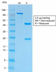 SPN / CD43 Antibody - SDS-PAGE Analysis Purified CD43 Rabbit Recombinant Monoclonal Antibody (SPN/1766R). Confirmation of Purity and Integrity of Antibody.