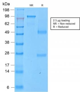 SPN / CD43 Antibody - SDS-PAGE Analysis Purified CD43 Rabbit Recombinant Monoclonal Antibody (SPN/2049R). Confirmation of Purity and Integrity of Antibody.