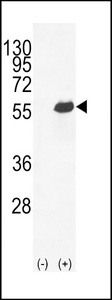 SPP1 / Osteopontin Antibody - Western blot of OPN-a/b (arrow) using rabbit polyclonal OPN-a/b Antibody. 293 cell lysates (2 ug/lane) either nontransfected (Lane 1) or transiently transfected (Lane 2) with the OPN-a/b gene.