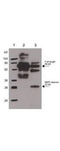 SPP1 / Osteopontin Antibody - Anti-Osteopontin Antibody - Western Blot. Rabbit anti-Osteopontin was used at a 1:1000 dilution to detect Osteopontin by western blot. In lane 2, reactivity is shown against 250 ng of human osteopontin. Lane 3 shows reactivity of MMP-cleaved osteopontin. Lane 1 shows the position of molecular weight markers. Use a 1:10000 dilution of HRP conjugated Gt-a-Rabbit IgG (LS-C60865) for detection.