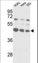 SSB / La Antibody - Western blot of SSB Antibody in K562, HeLa, 293 cell line lysates (35 ug/lane). SSB (arrow) was detected using the purified antibody.