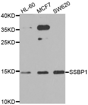 SSBP1 / mtSSB Antibody - Western blot analysis of extracts of various cell lines.