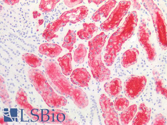 SSEA-1 / Lewis x / CD15 Antibody - Human Kidney: Formalin-Fixed, Paraffin-Embedded (FFPE)