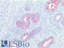 SSEA-1 / Lewis x / CD15 Antibody - Human Uterus: Formalin-Fixed, Paraffin-Embedded (FFPE)
