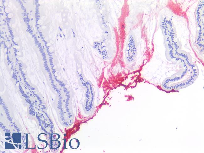 SSEA-1 / Lewis x / CD15 Antibody - Human Small Intestine: Formalin-Fixed, Paraffin-Embedded (FFPE)