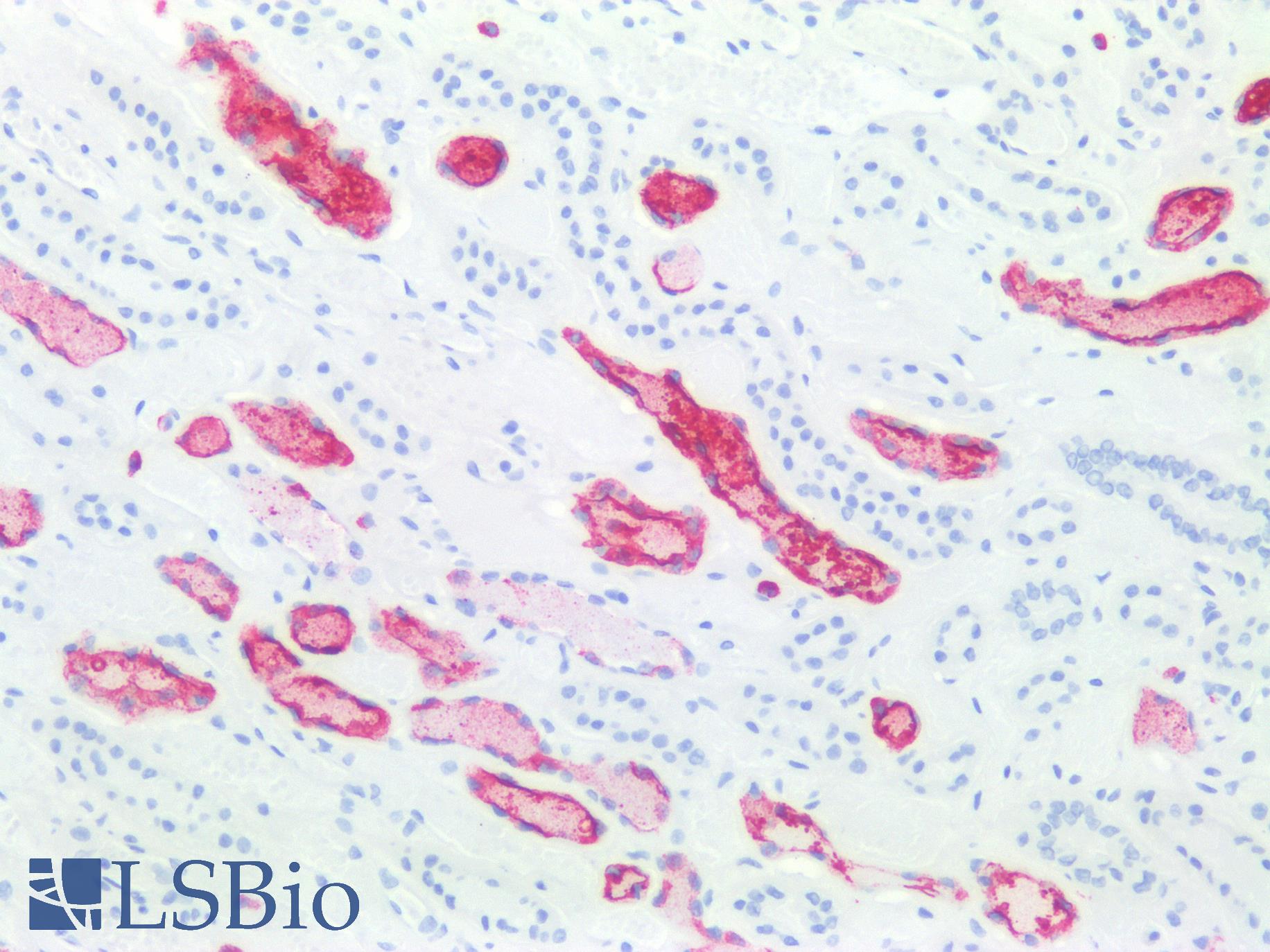 SSEA-1 / Lewis x / CD15 Antibody - Human Kidney: Formalin-Fixed, Paraffin-Embedded (FFPE)