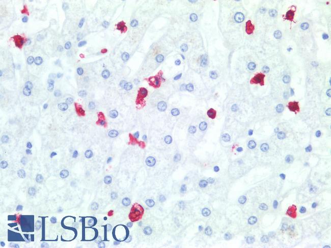 SSEA-1 / Lewis x / CD15 Antibody - Human Liver: Formalin-Fixed, Paraffin-Embedded (FFPE)