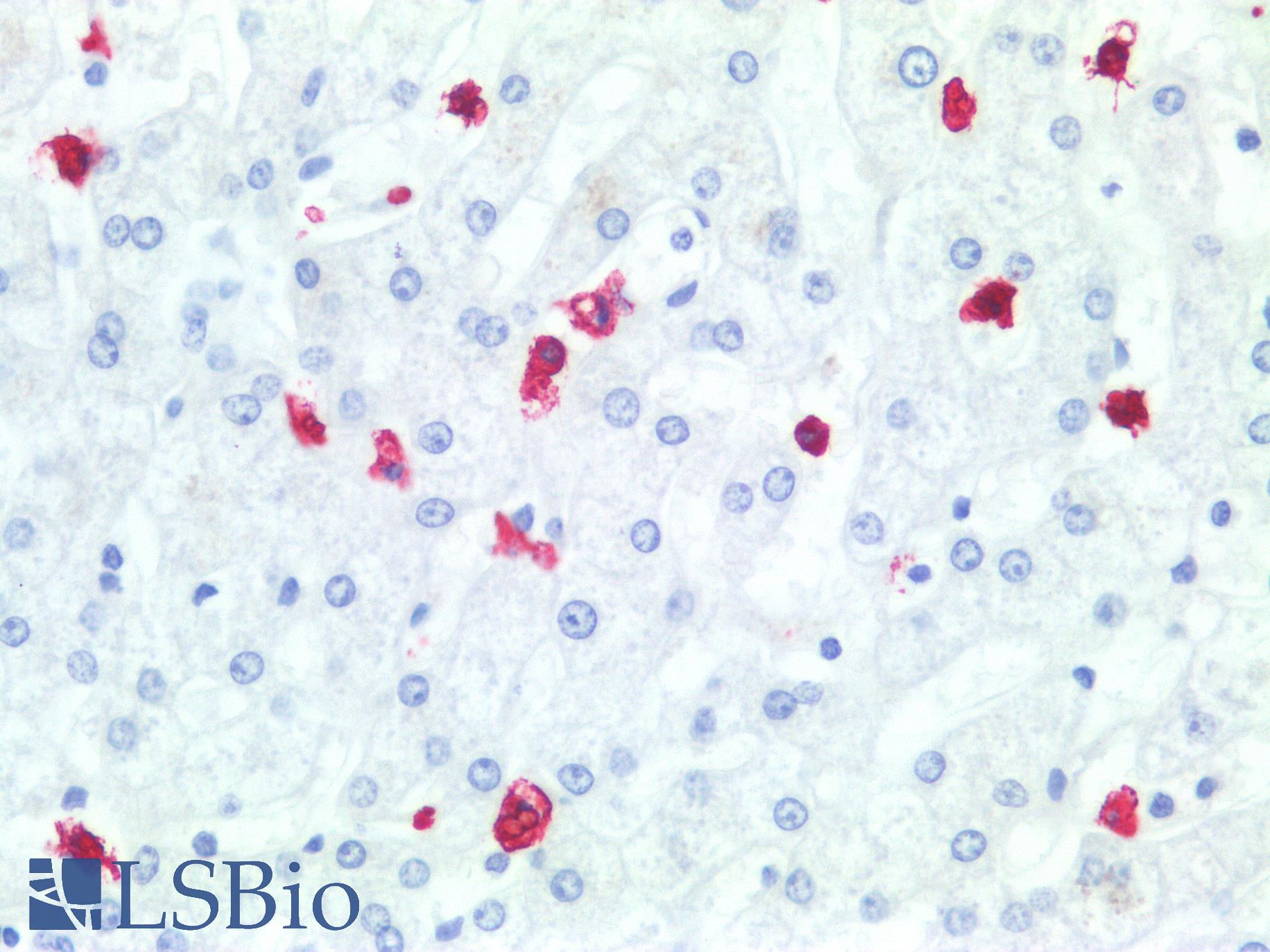 SSEA-1 / Lewis x / CD15 Antibody - Human Liver: Formalin-Fixed, Paraffin-Embedded (FFPE)