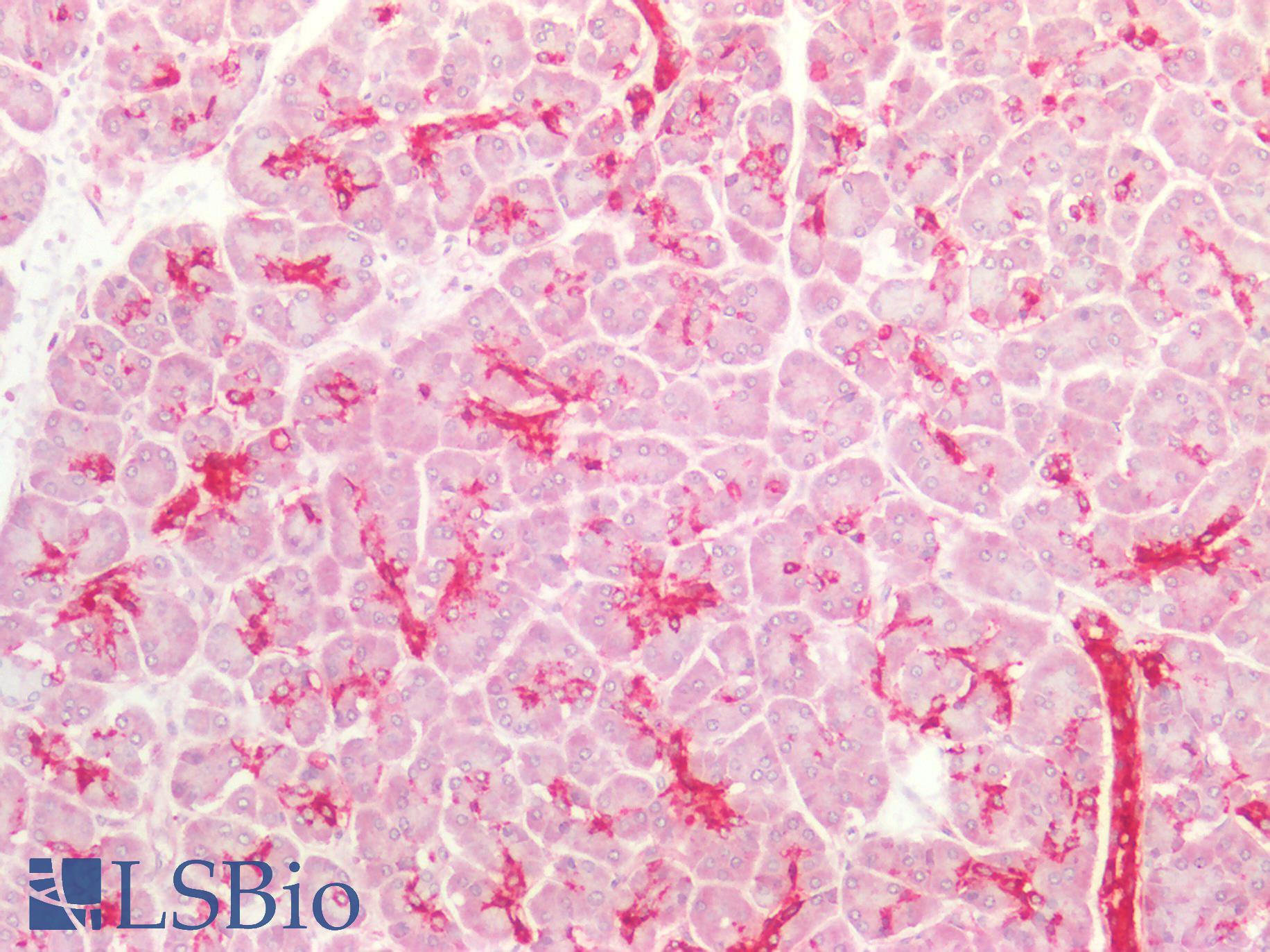 ST6GAL1 / CD75 Antibody - Human Pancreas: Formalin-Fixed, Paraffin-Embedded (FFPE)