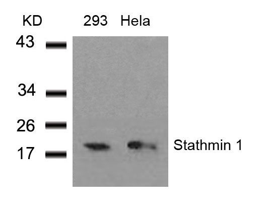 STMN1 / Stathmin / LAG Antibody - Western blot of extracts from 293 and HeLa cells using Stathmin 1(Ab-38) antibody.