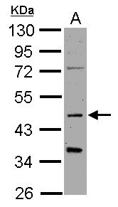 SYT1 / Synaptotagmin Antibody - Sample (30 ug of whole cell lysate) A: 293T 10% SDS PAGE SYT1 / Synaptotagmin antibody diluted at 1:1000