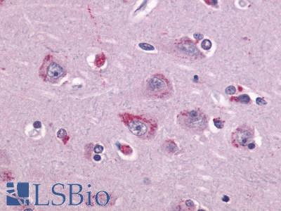 TAAR1 / TA1 Antibody - Brain, Amygdala, neurons and glia