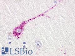 TAAR5 Antibody - Brain, Amygdala, neurons and glia
