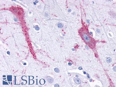TAAR9 Antibody - Brain, Cortex, neurons and glia